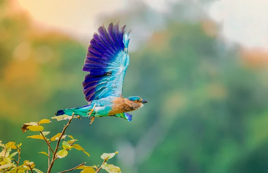Birdwatching in Madhya Pradesh: A Guide to the State's Avian Wonders